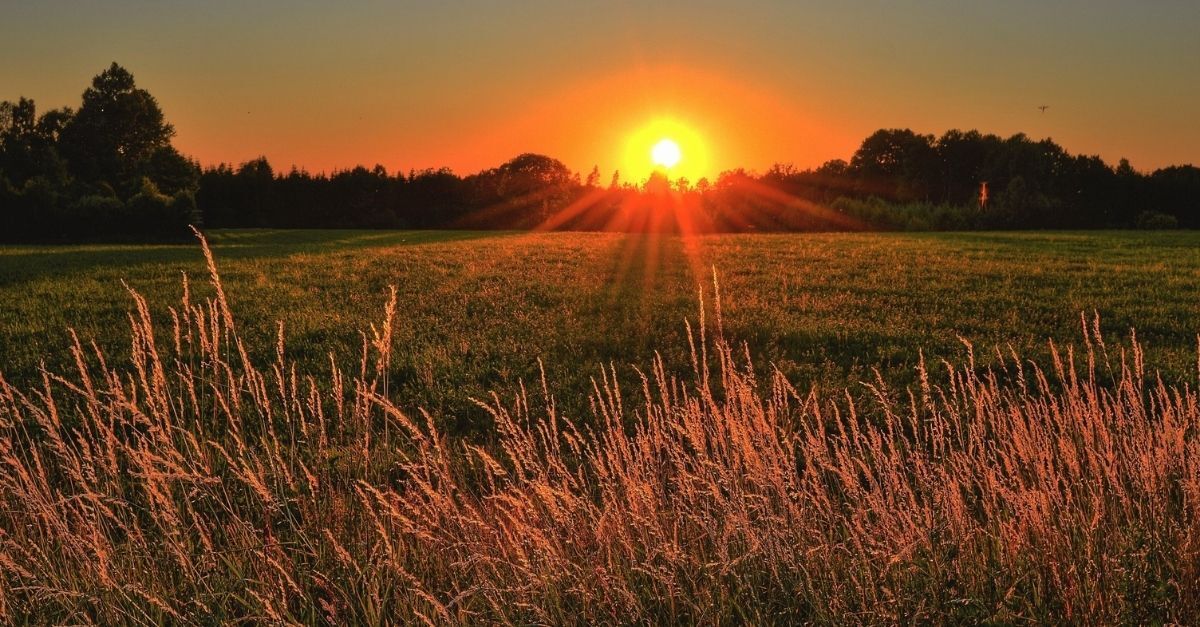 brown and green grass field during sunset 